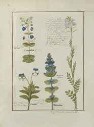 Illustration from the Book of Simple Medicines by Mattheaus Platearius